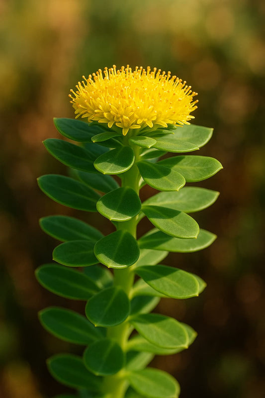 родиола розеа адаптоген